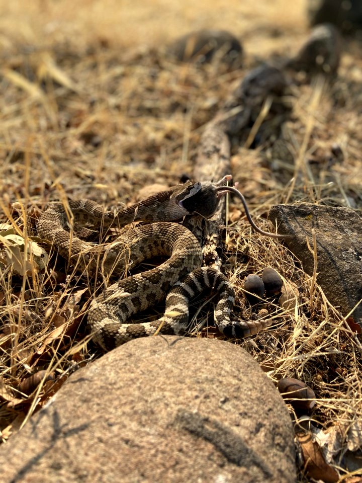 Rattlesnake finishing a meal