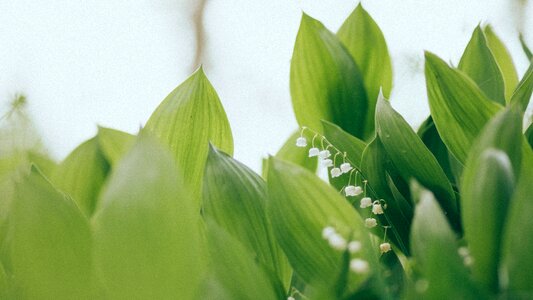 Nature plant flower