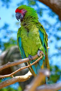 Beak colours wildlife photo