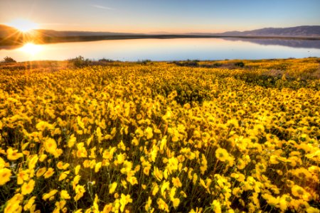 Super Bloom 2017 at Carrizo Plain National Monument