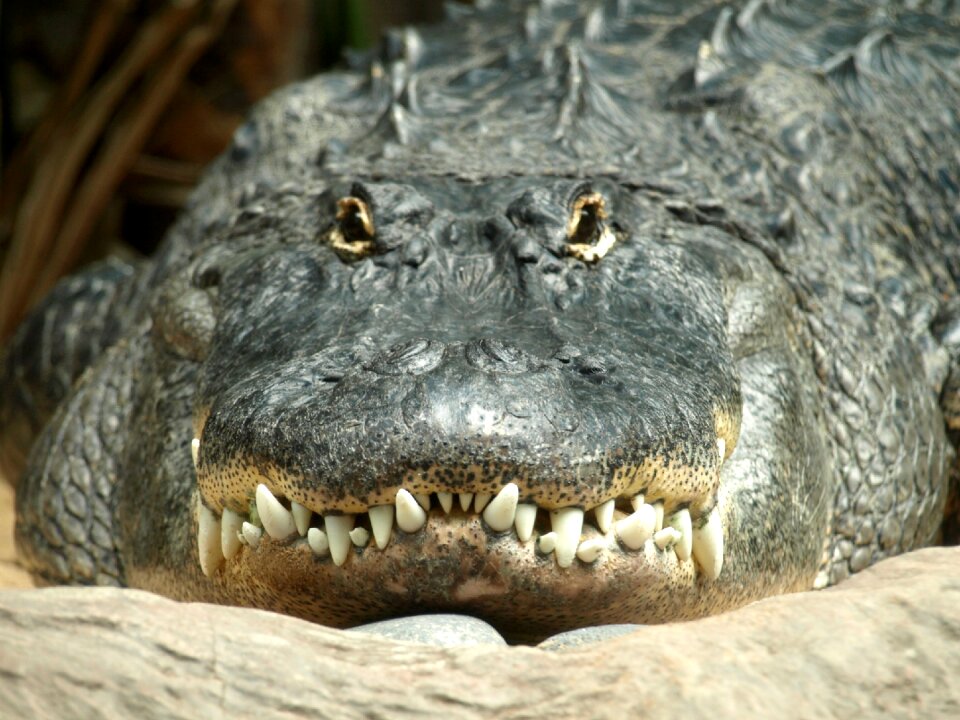 Predator scale foot