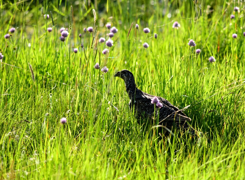 Greater sage-grouse at Arapaho National Wildlife Refuge