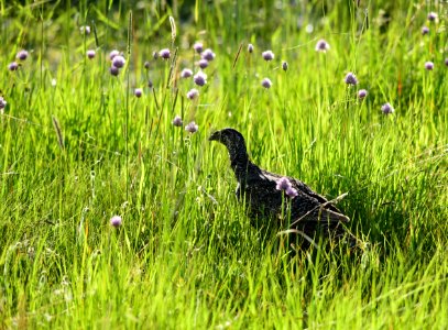Greater sage-grouse at Arapaho National Wildlife Refuge