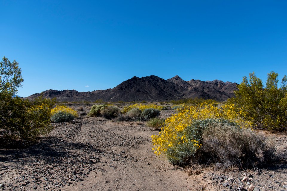 Spring 2018 America Mine Brittle Bush Bloom