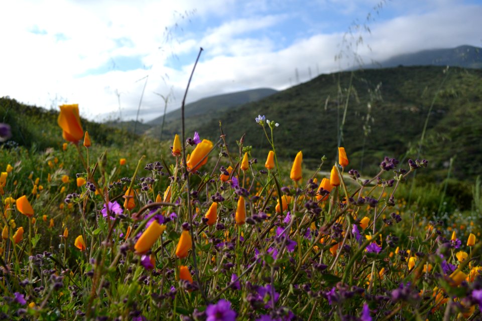 CA Poppies and Wishbone bush
