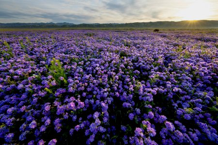 April 2019 Wildflowers at Carrizo Plain National Monument