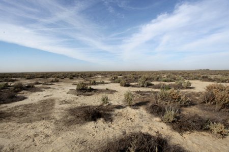 Buttonwillow Ecological Reserve landscape during drought