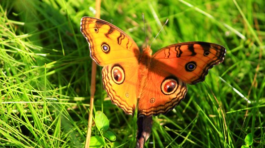 Insect nature butterfly background