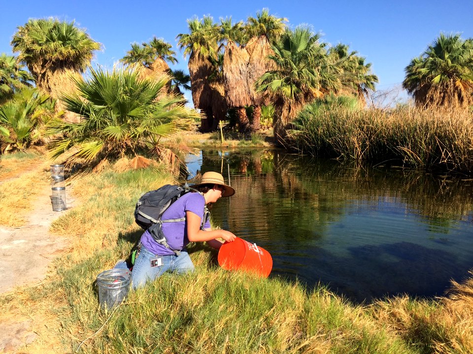 2016 Pupfish Release