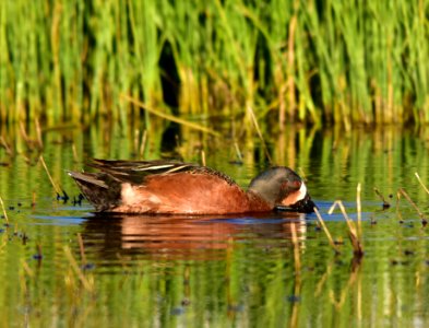Cinnamon X blue-winged teal cross at Seedskadee National Wildlife Refuge