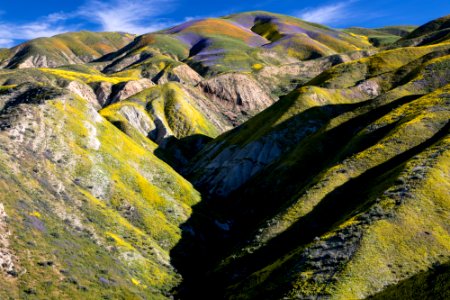 Super Bloom 2017 at Carrizo Plain National Monument