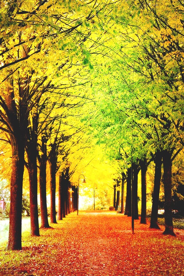 Autumn-appearance park trees