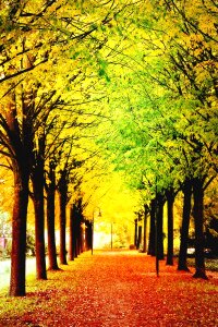 Autumn-appearance park trees