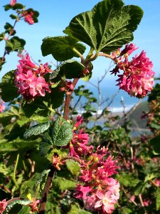 Springtime Bloom at Mouth of Mattole River