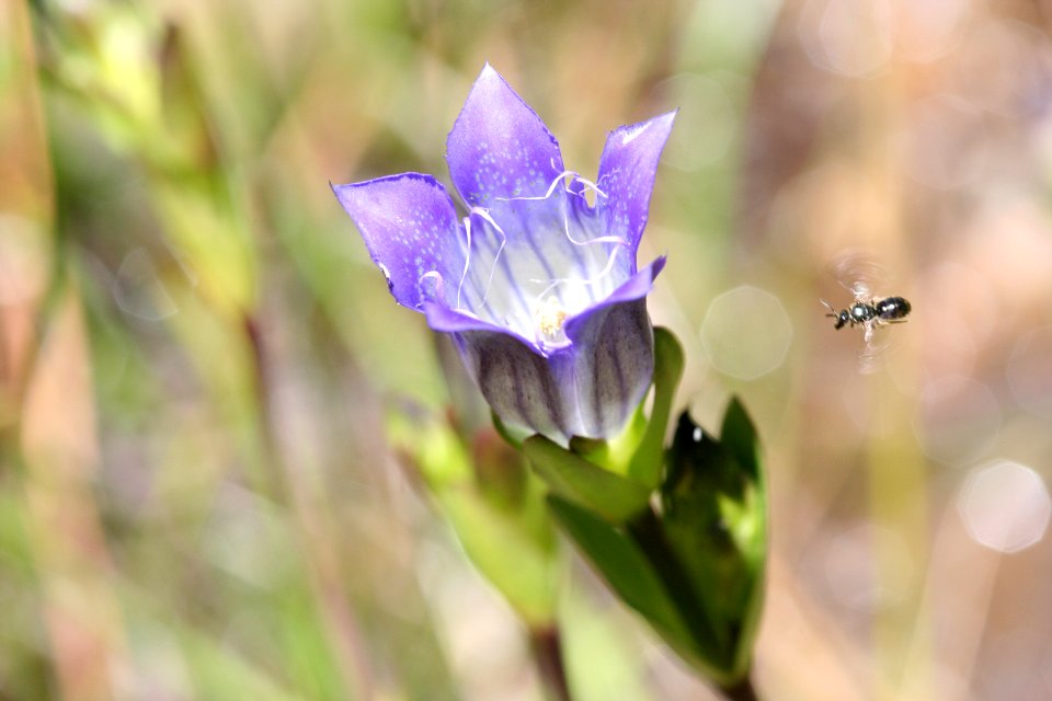 BLM Arcata Field Office Wildflowers
