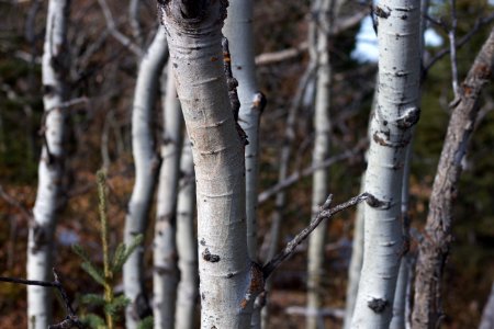 Aspen Stand