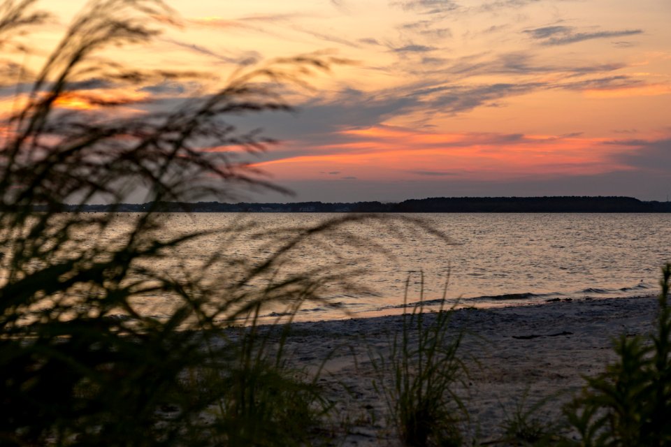 Bethany Beach Firefly Survey - 2019