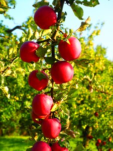 Red fresh healthy