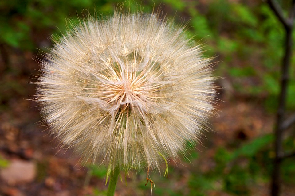 One Big Ass Puffball