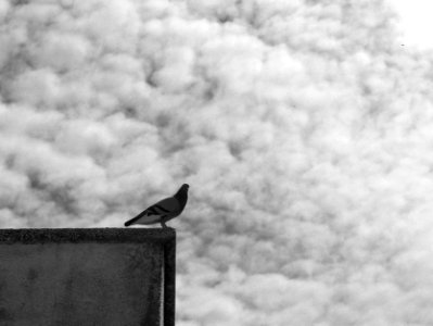 Cielo de algodón