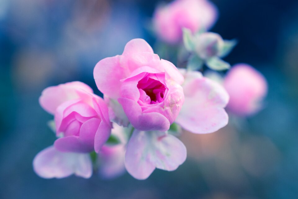 Bud blossom bloom
