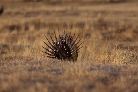 Bodie Hills photo