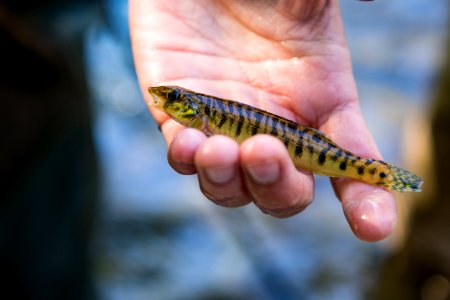Chesapeake logperch surveying