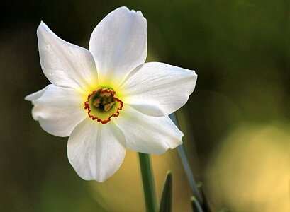 White nature garden