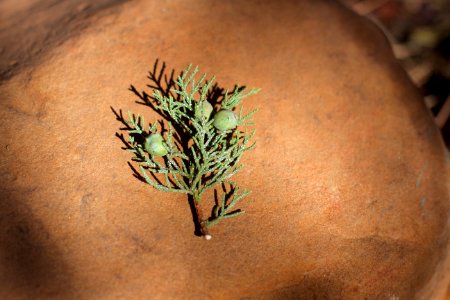 Mini Juniper Tree