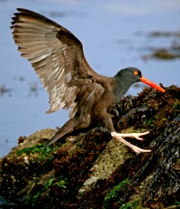 Black Oystercatcher at Pebble Beach
