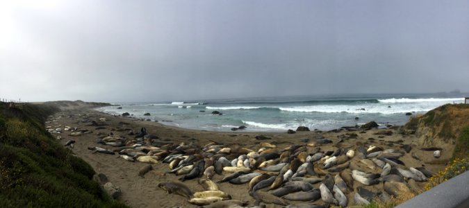 Piedras Blancas Elephant Seal Rookery
