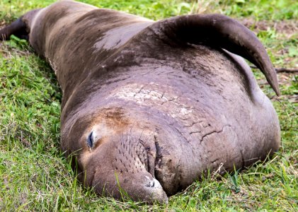 Elephant Seal in the King Range