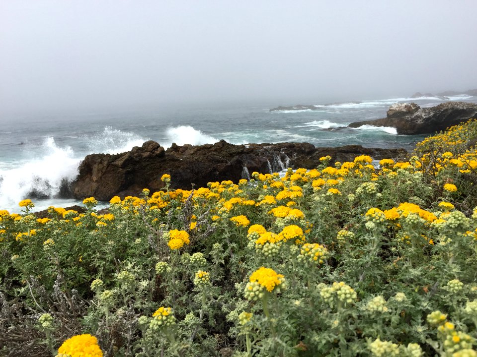 Piedras Blancas Light Station