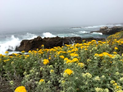 Piedras Blancas Light Station