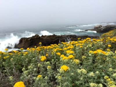 Piedras Blancas Light Station photo