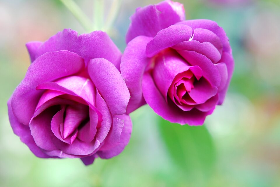 Blossom bloom violet