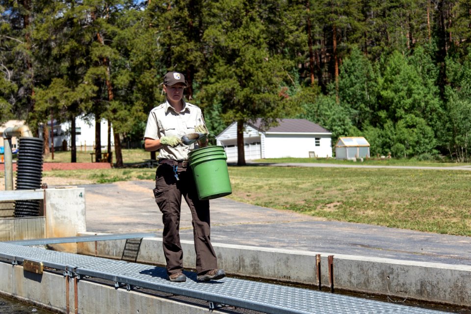 Feeding rainbow trout at Leadville National Fish Hatchery