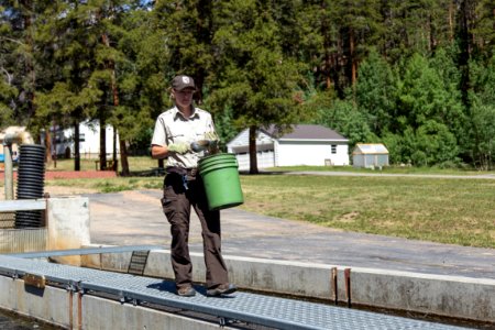 Feeding rainbow trout at Leadville National Fish Hatchery