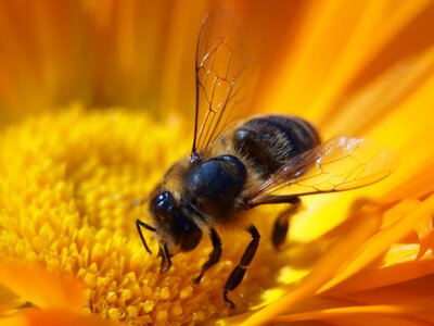 Macro nature honey bee photo