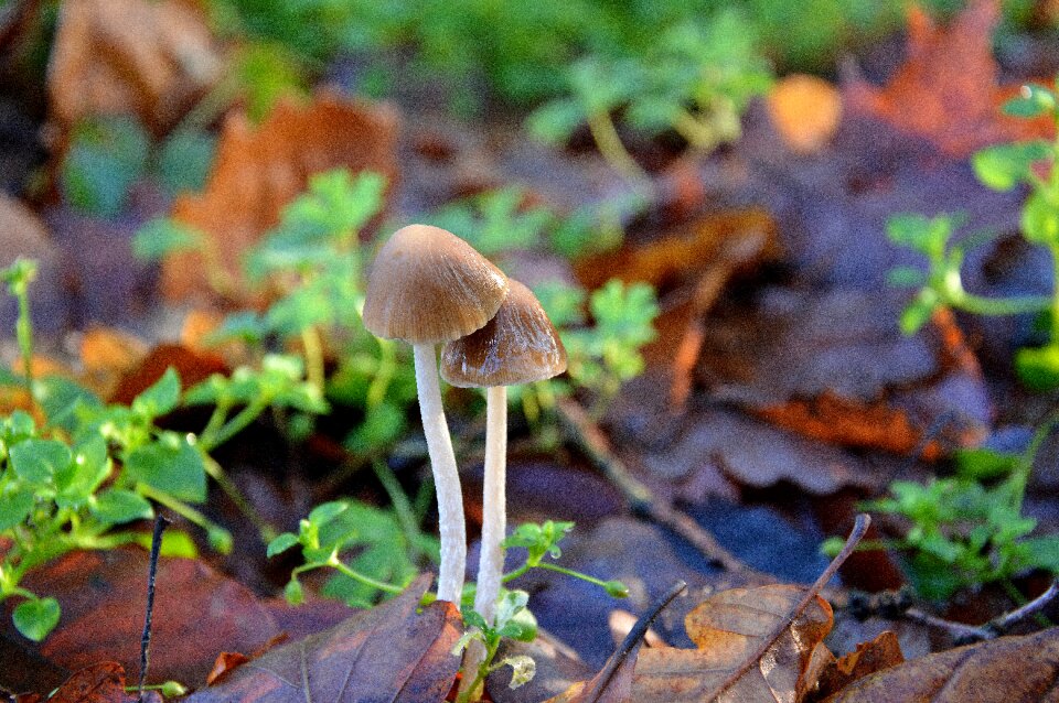 Autumn nature bronze