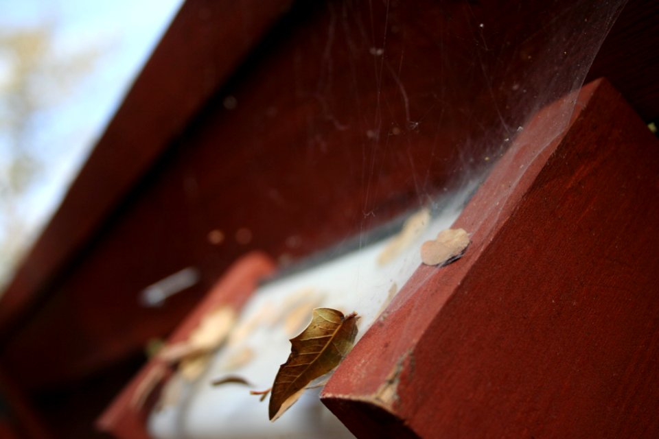 Caught in the Web