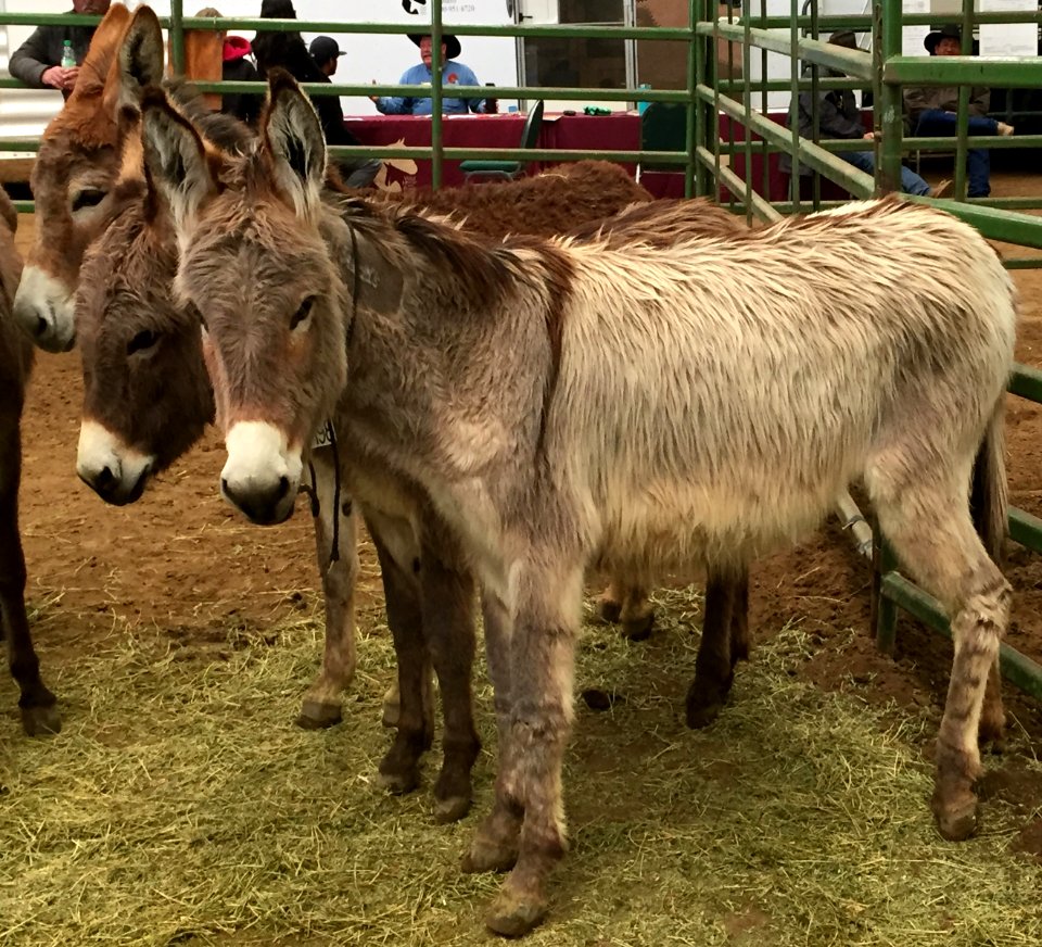 Ridgecrest Burros Mule Days