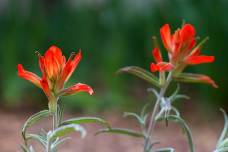 Indian Paintbrush on Stage