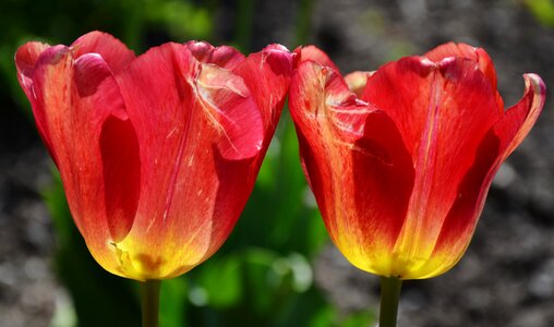 Nature floral bloom photo