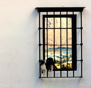 Composición con gato