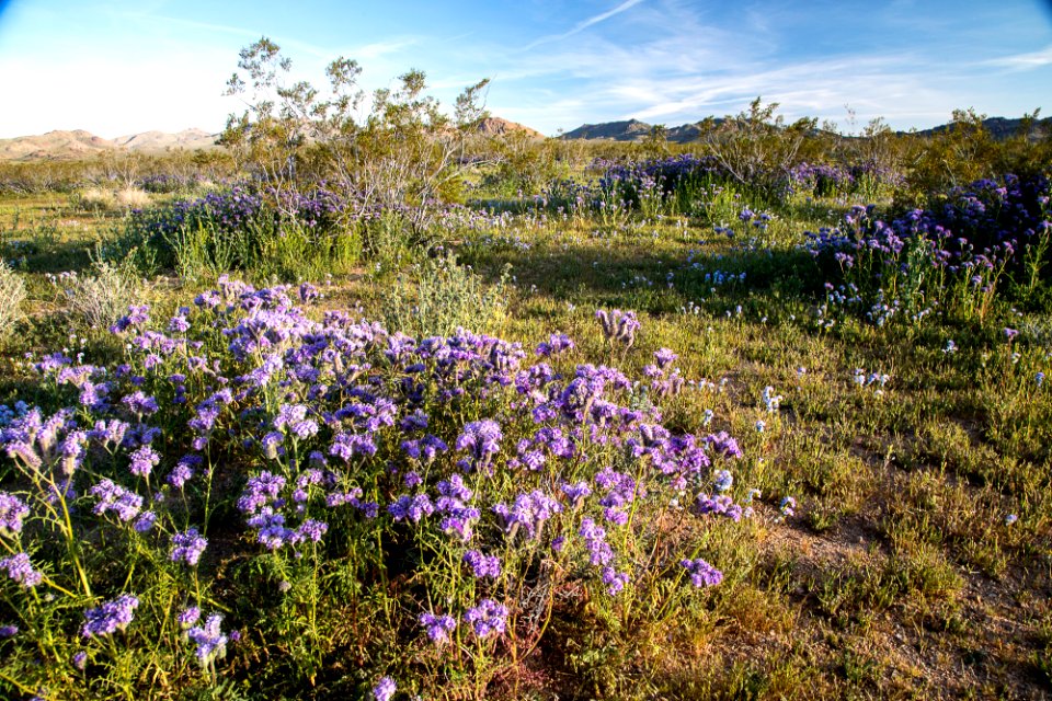Wildflowers near Barstow
