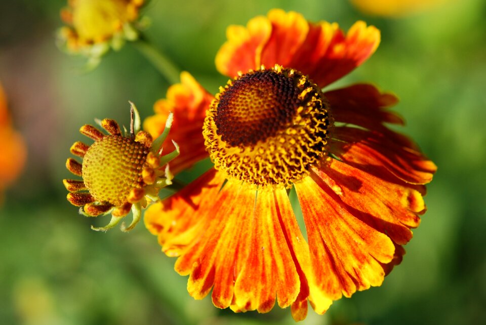 Blossom bloom orange