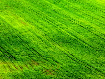 Verdes