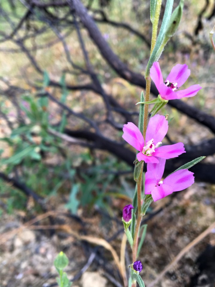 BLM Ukiah Field Office Wildflowers