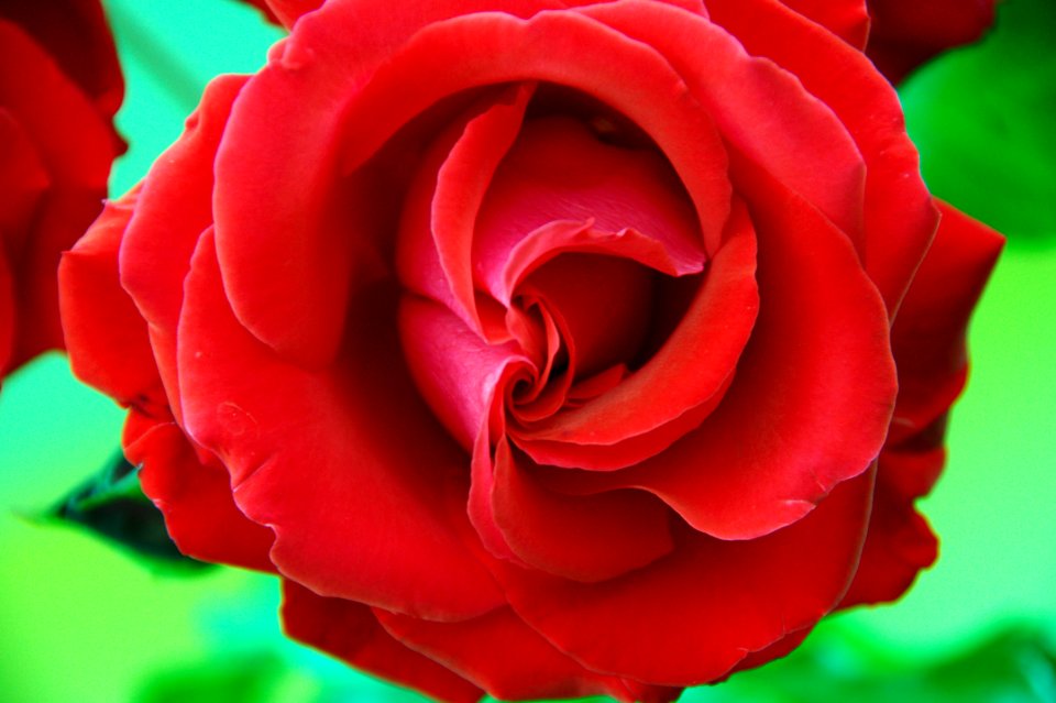 A Rose from Venice to my eternal beloved Elsbeth Dyckhoff